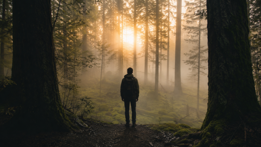A lone person standing at the edge of a misty forest at dawn, soft golden light breaking through tall trees
